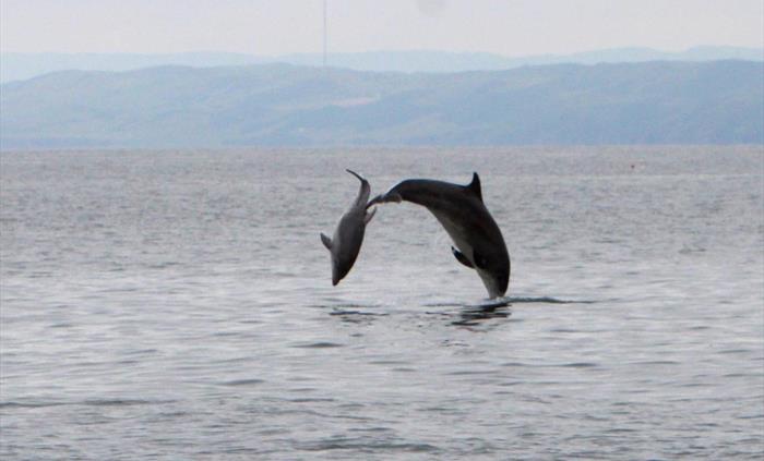 Bottlenose dolphins on an Epic Fishing Trip